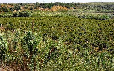 GORGHI TONDI oasi di vigneti e piante Mazzara del Vallo in Sicilia. Foto di Giulio Azzarello ©2016. GORGHI TONDI oasi di vigneti e piante Mazzara del Vallo in Sicilia. Foto di Giulio Azzarello ©2016.