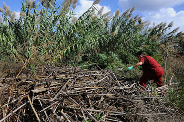 LA BONIFICA delle coste a Palermo una azione simbolica di Lega Ambiente Sicilia. Fotografie di Giulio Azzarello &copy;2014.