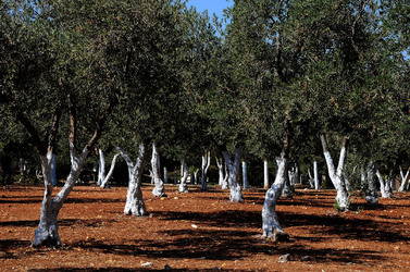 GERUSALEMME panoramiche e particolari. Fotografie di Giulio Azzarello &copy;2014.