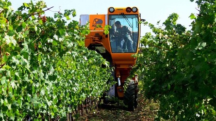 VIGNETO tipico siciliano a Salemi panoramiche e particolari. Fotografie di Giulio Azzarello &copy;2014.