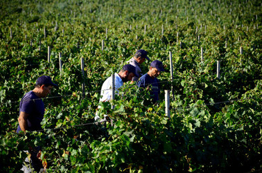 VENDEMMIA a Mazzara del Vallo in Sicilia con i contadini. Fotografie di Giulio Azzarello ©2016. VENDEMMIA a Mazzara del Vallo in Sicilia con i contadini. Fotografie di Giulio Azzarello ©2016.
