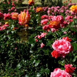 ROSETO. Fotografie di Giulio Azzarello &copy;2022.