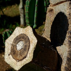 GIARDINO SICILIANO. Fotografie di Giulio Azzarello ©2022. GIARDINO SICILIANO. Fotografie di Giulio Azzarello ©2022.