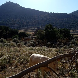 BESTIE. Fotografie di Giulio Azzarello ©2022. BESTIE. Fotografie di Giulio Azzarello ©2022.