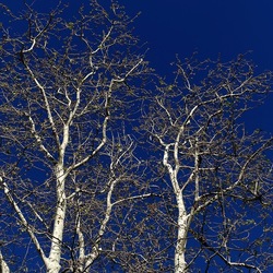ALBERI. Fotografie di Giulio Azzarello &copy;2024.