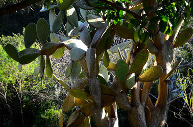 GOLE DELL ALCANTARA in Sicilia. Fotografie di Giulio Azzarello &copy;2016.