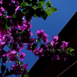 GIARDINO SICILIANO. Fotografie di Giulio Azzarello ©2022. GIARDINO SICILIANO. Fotografie di Giulio Azzarello ©2022.