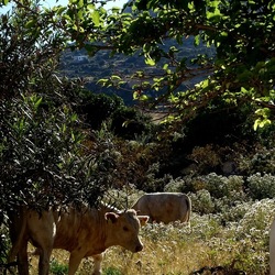 BESTIE. Fotografie di Giulio Azzarello ©2022. BESTIE. Fotografie di Giulio Azzarello ©2022.