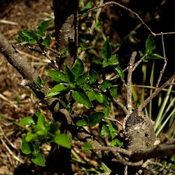 GIARDINO SICILIANO. Fotografie di Giulio Azzarello ©2022. GIARDINO SICILIANO. Fotografie di Giulio Azzarello ©2022.