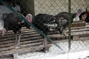 ULIVETO SICILIANO. Fotografie di Giulio Azzarello ©2022.