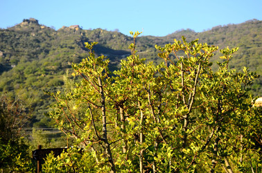 GOLE DELL ALCANTARA in Sicilia. Fotografie di Giulio Azzarello &copy;2016.