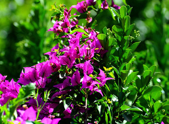 NATURA Violette siciliane in un tipico giardino in estate. Fotografie di Giulio Azzarello &copy;2014.