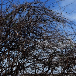 PIANTE. Fotografie di Giulio Azzarello ©2022. PIANTE. Fotografie di Giulio Azzarello ©2022.