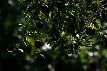 GIARDINO SICILIANO fotografie di Giulio Azzarello &copy;2020.