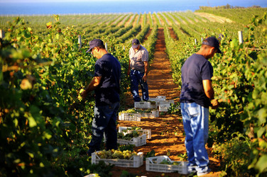 VENDEMMIA a Mazzara del Vallo in Sicilia con i contadini. Fotografie di Giulio Azzarello ©2016. VENDEMMIA a Mazzara del Vallo in Sicilia con i contadini. Fotografie di Giulio Azzarello ©2016.