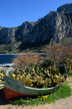 CAPO GALLO riserva marina e naturalistica a Palermo panoramiche e particolari. Fotografie di Giulio Azzarello ©2014. CAPO GALLO riserva marina e naturalistica a Palermo panoramiche e particolari. Fotografie di Giulio Azzarello ©2014.