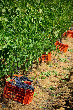VENDEMMIA a S.Cristina Gela in Sicilia. Fotografie di Giulio Azzarello &copy;2016.