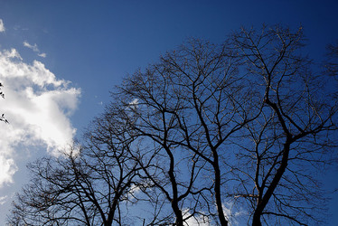 RAMI E ALBERI in inverno. Fotografie di Giulio Azzarello &copy;2014.
