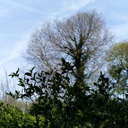 PIANTE. Fotografie di Giulio Azzarello &copy;2022.