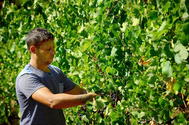 VENDEMMIA a S.Cristina Gela i coltivatori. Fotografie di Giulio Azzarello ©2016. VENDEMMIA a S.Cristina Gela i coltivatori. Fotografie di Giulio Azzarello ©2016.