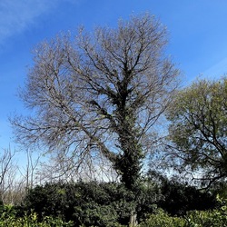 PIANTE. Fotografie di Giulio Azzarello &copy;2022.