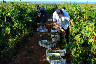 VENDEMMIA a Mazzara del Vallo in Sicilia con i contadini. Fotografie di Giulio Azzarello ©2016. VENDEMMIA a Mazzara del Vallo in Sicilia con i contadini. Fotografie di Giulio Azzarello ©2016.