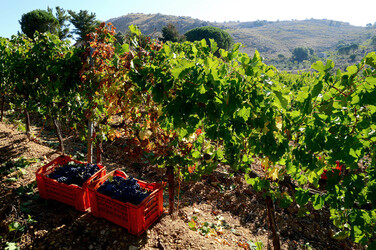 VENDEMMIA a S.Cristina Gela in Sicilia. Fotografie di Giulio Azzarello &copy;2016.