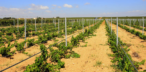 VIGNETO GIOVANE in Sicilia fotografie di Giulio Azzarello &copy;2016.
