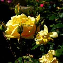 ROSETO. Fotografie di Giulio Azzarello &copy;2022.