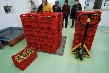 TIPICO FRANTOIO fotografie di Giulio Azzarello ©2014. TIPICO FRANTOIO fotografie di Giulio Azzarello ©2014.