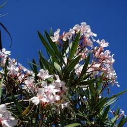 SAN VITO LO CAPO. Fotografie di Giulio Azzarello &copy;2023.