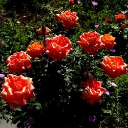 ROSETO. Fotografie di Giulio Azzarello &copy;2022.