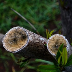 TRONCHI. Fotografie di Giulio Azzarello ©2022.