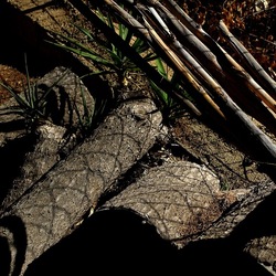 RAMI E ROVI. Fotografie di Giulio Azzarello ©2023. RAMI E ROVI. Fotografie di Giulio Azzarello ©2023.