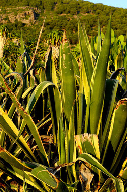 ISOLA DI USTICA la natura. Fotografie di Giulio Azzarello &copy;2016.