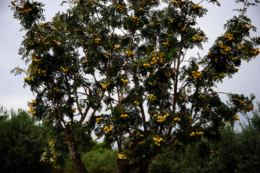 CAMPAGNA SICILIANA. Fotografie di Giulio Azzarello &copy;2016.