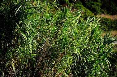 ISOLA DI USTICA la natura. Fotografie di Giulio Azzarello &copy;2016.