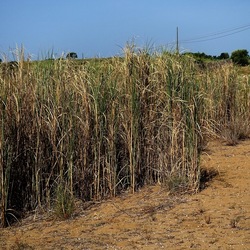 SELINUNTE. Fotografie di Giulio Azzarello ©2022. SELINUNTE. Fotografie di Giulio Azzarello ©2022.