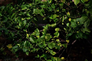GIARDINO SICILIANO fotografie di Giulio Azzarello &copy;2020.