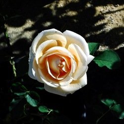 ORTO BOTANICO di PALERMO. Fotografie di Giulio Azzarello ©2019.