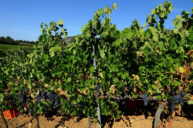 VENDEMMIA a S.Cristina Gela in Sicilia. Fotografie di Giulio Azzarello &copy;2016.