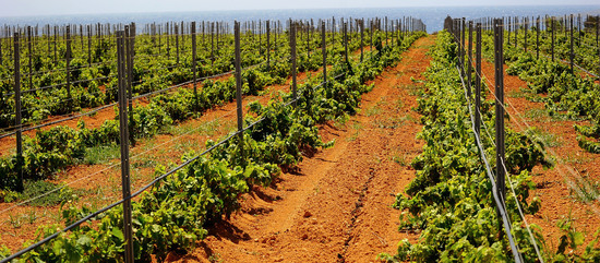 VIGNETO GIOVANE in Sicilia fotografie di Giulio Azzarello &copy;2016.