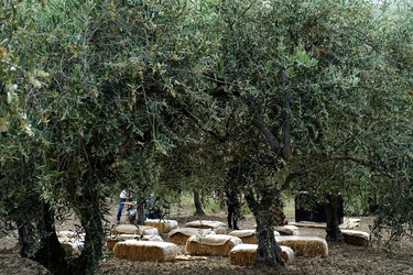 ULIVETO SICILIANO. Fotografie di Giulio Azzarello ©2022.