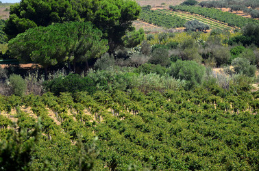 GORGHI TONDI oasi di vigneti e piante Mazzara del Vallo in Sicilia. Foto di Giulio Azzarello ©2016. GORGHI TONDI oasi di vigneti e piante Mazzara del Vallo in Sicilia. Foto di Giulio Azzarello ©2016.
