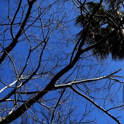 ORTO BOTANICO DI PALERMO. Fotografie di Giulio Azzarello ©2022. ORTO BOTANICO DI PALERMO. Fotografie di Giulio Azzarello ©2022.