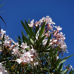 SAN VITO LO CAPO. Fotografie di Giulio Azzarello &copy;2023.