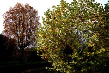 FIRENZE PALAZZO PITTI e GIARDINO DI BOBOLI. Fotografie di Giulio Azzarello &copy;2022.