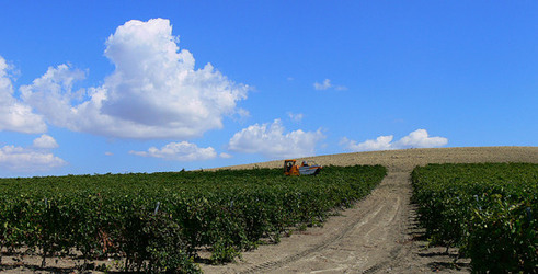 VIGNETO tipico siciliano a Salemi panoramiche e particolari. Fotografie di Giulio Azzarello &copy;2014.
