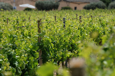 VIGNETO AGRITURISTICO PLANETA a Sambuca di Sicilia. Fotografie di Giulio Azzarello &copy;2014.