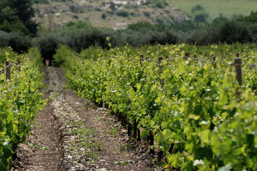 VIGNETO AGRITURISTICO PLANETA a Sambuca di Sicilia. Fotografie di Giulio Azzarello &copy;2014.